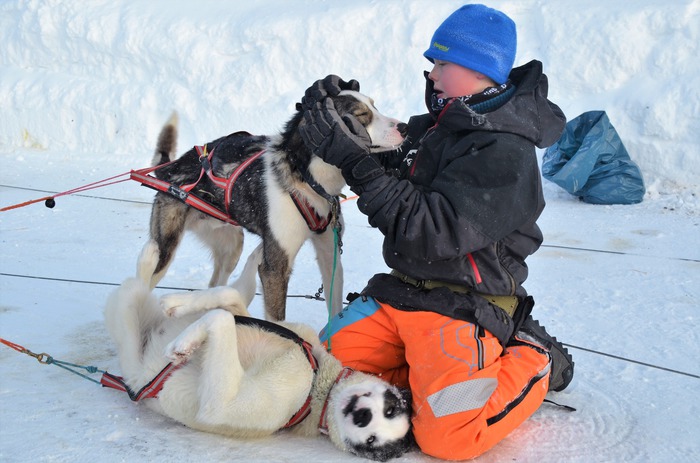 Trollheimen Husky – Orkanger