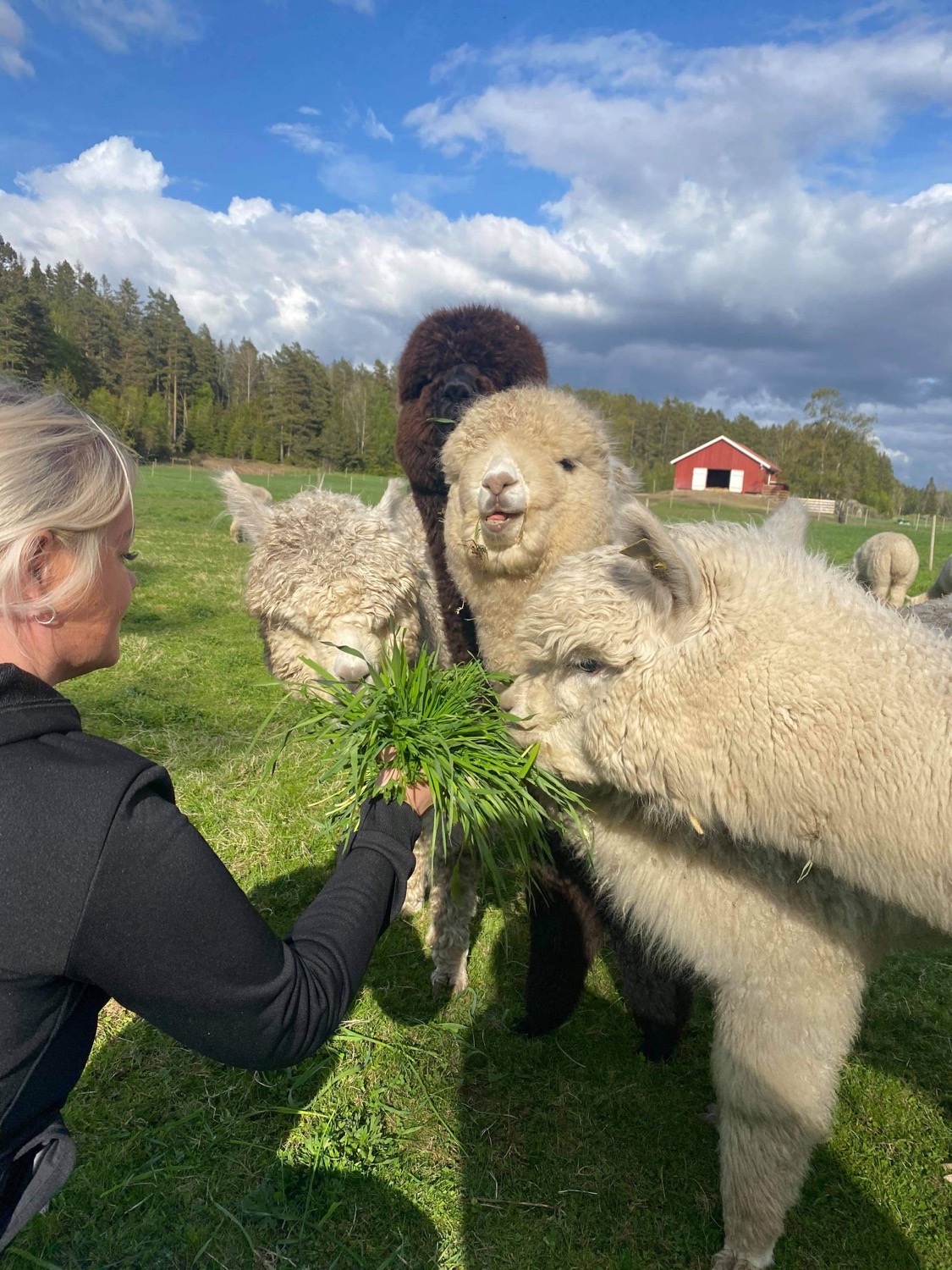 Alpakkagaarden Østre Kjærnes Gård – Sperrebotn