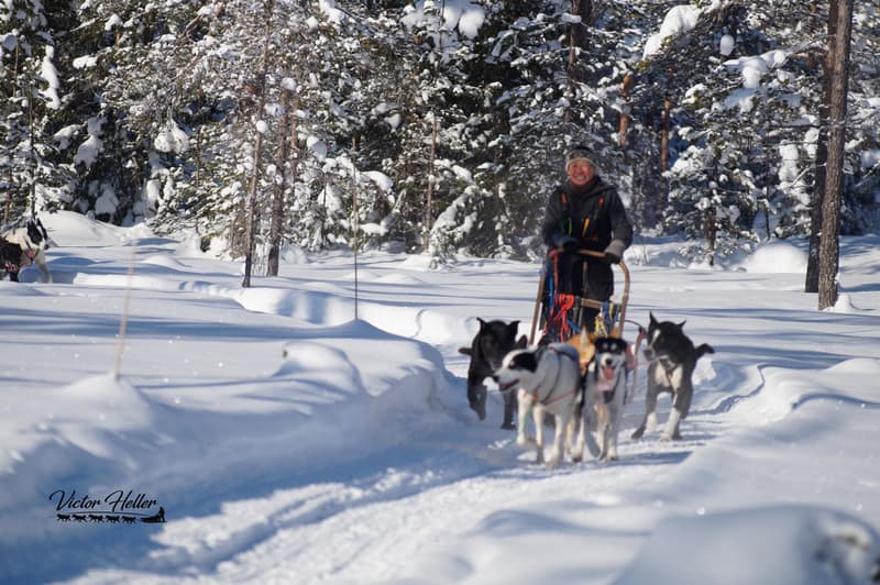 Trysil Husky – Tørberget