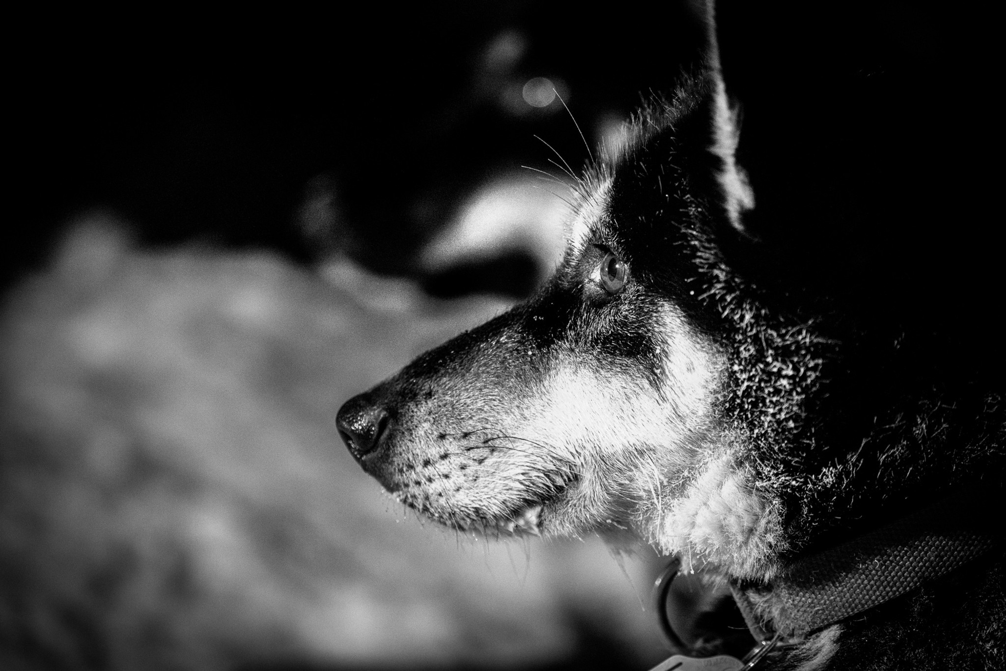 Kennel Dølanvollen – Glåmos