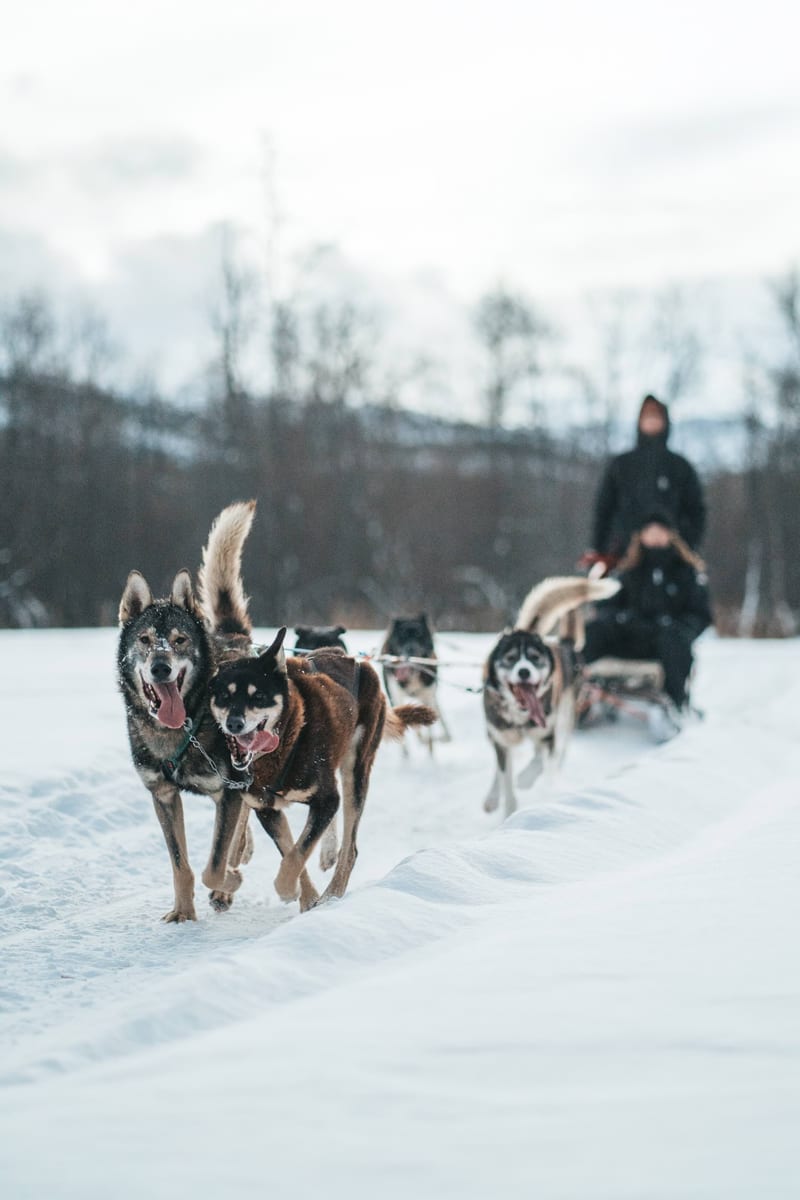 Holmen Husky Lodge – Alta