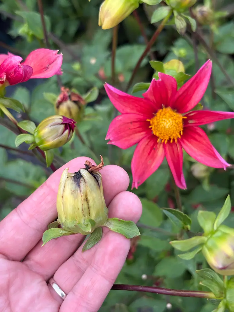 Oslo Blomsterverksted – Oslo