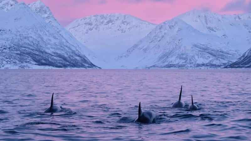 Best Arctic – Tromsø