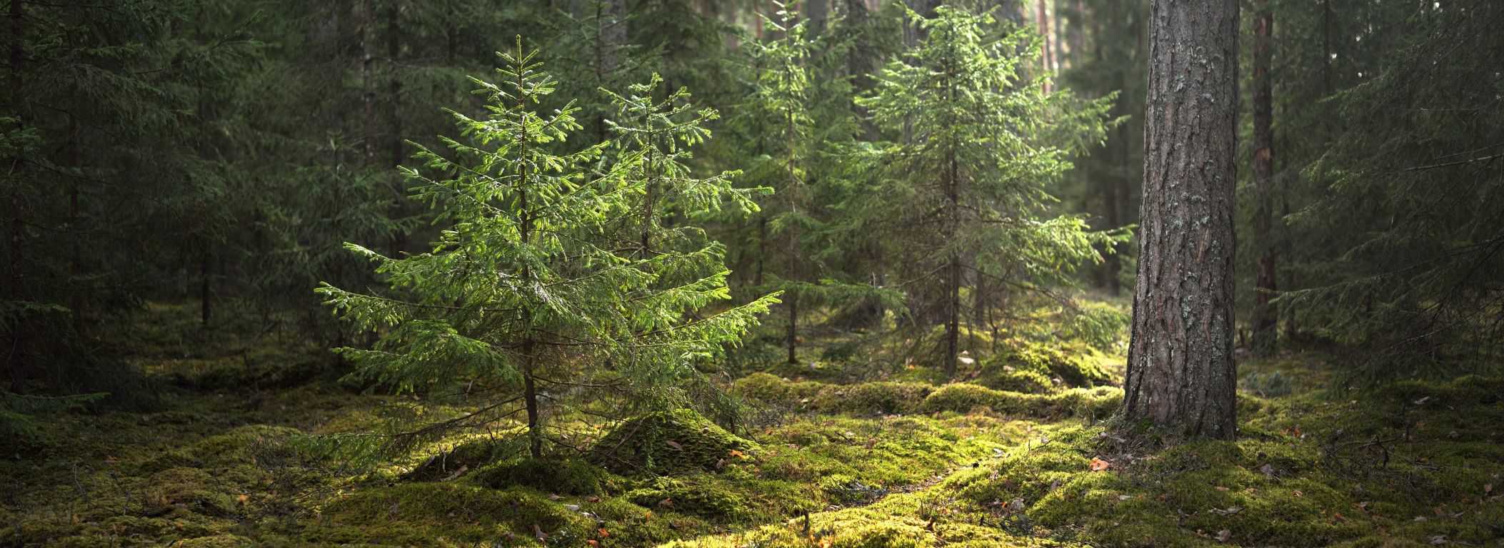 Helt Vilt – Oslo