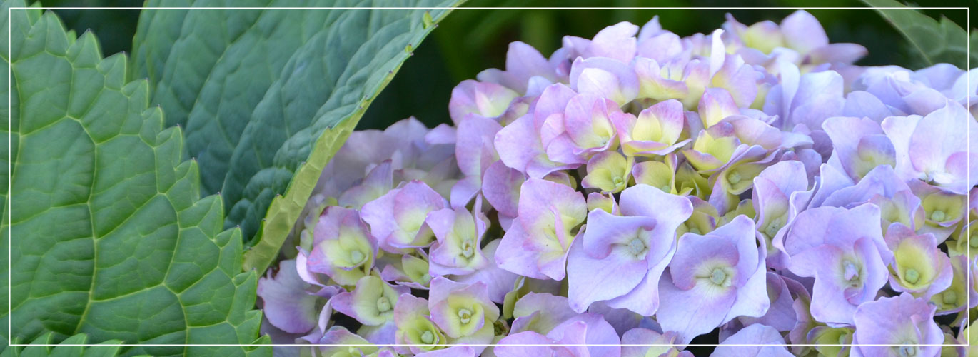 Hortensia AS – Horten