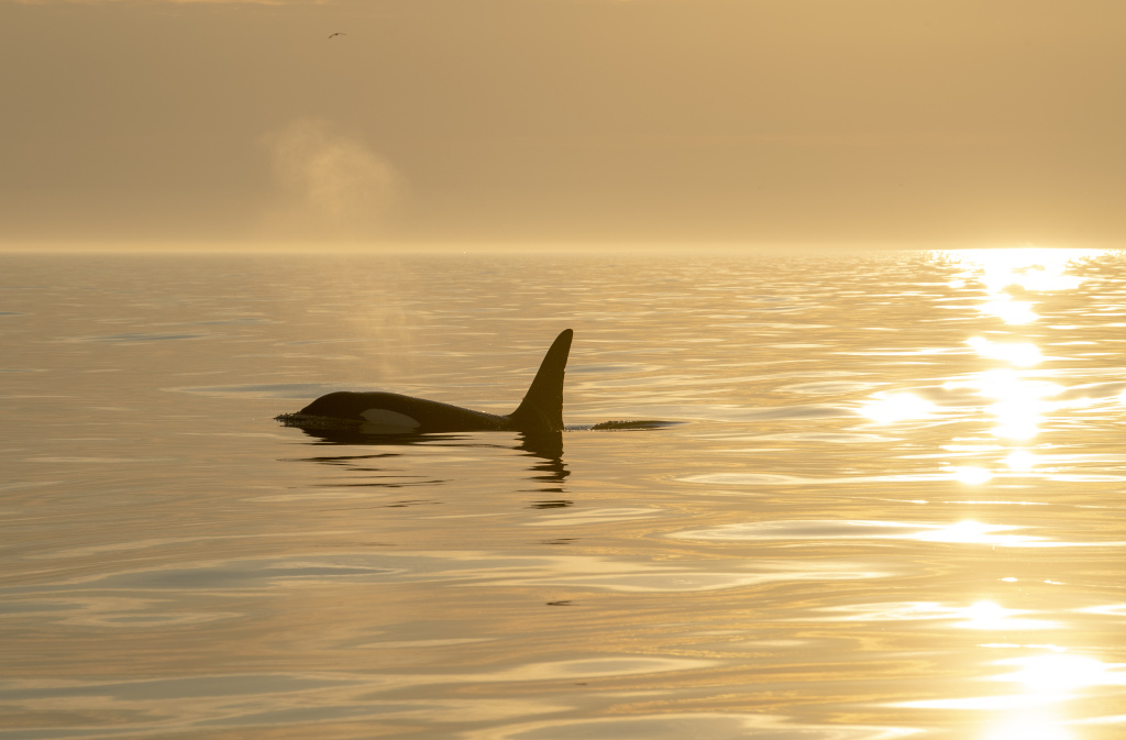 Whale2Sea – Andenes