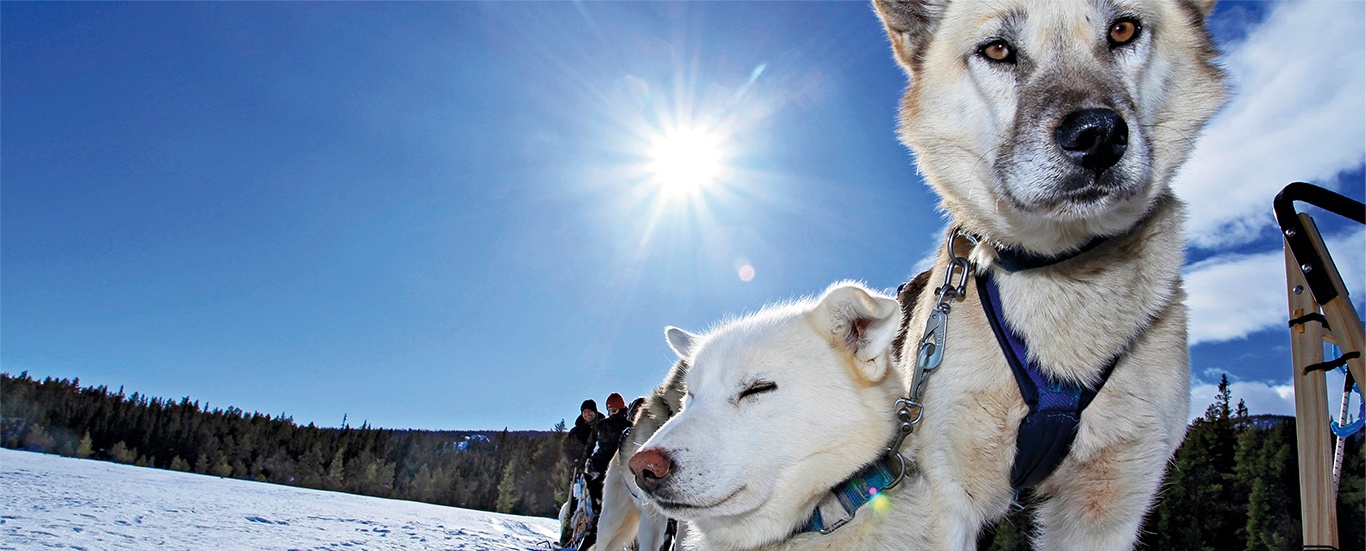 Beito Husky Tours – Skammestein