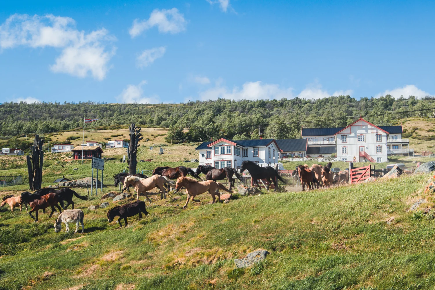 Hjerkinn Fjellstue og Fjellridning – Hjerkinn